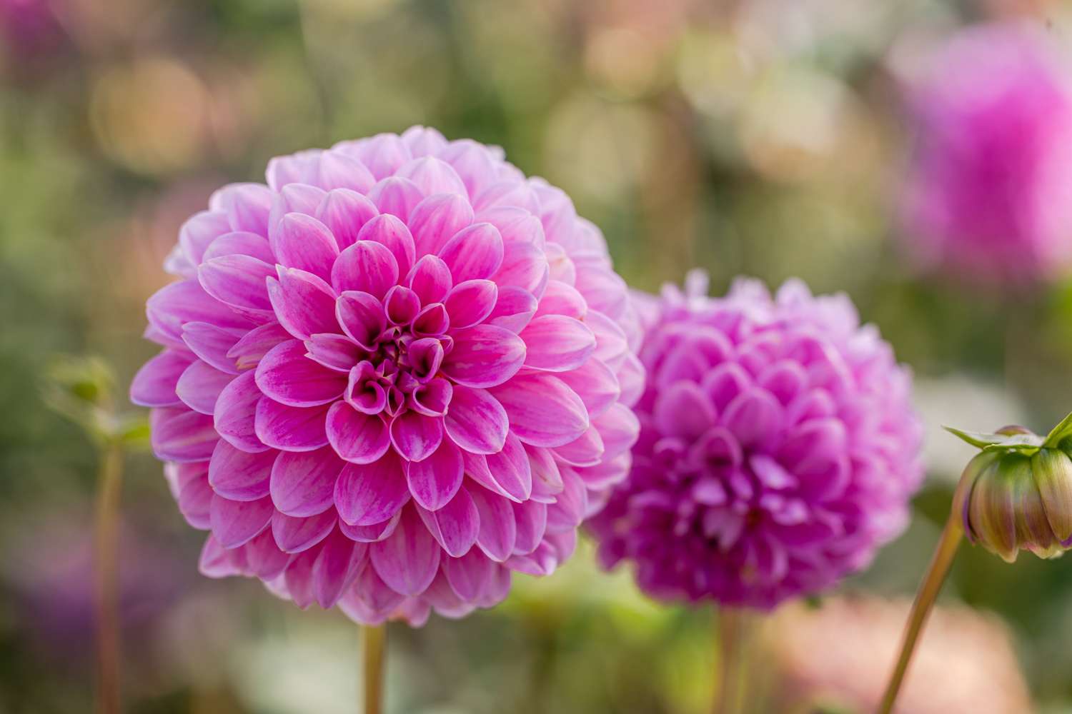 Dahlie 'Sweet Fabienne'